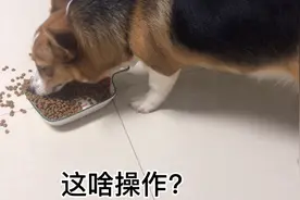 狗子用鼻子把狗粮都拱起来看，狗子：你真的没放肉干？本汪不吃视频封面