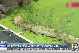 危险！青岛城阳区百米明渠覆盖青苔，没安护栏隐患重重视频封面