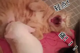 小白又开始吃他老爸的奶了！！！都肿了！！！！！！！！视频封面