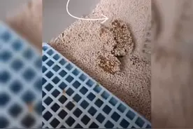 整肠生的效果视频封面