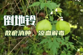 村旁树丛里到处攀生的倒地铃既可以入药也可以做凉茶视频封面