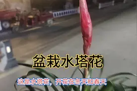 盆栽水塔花好看，栽法讲究，一定要掌握这几种方法视频封面