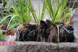 水培菖蒲与石盆