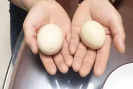 怕买到假的土鸡蛋？学会这4种方法，轻松辨别，再也不怕上当了视频封面