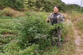 黄荆子是个好东西，拿来做枕头，有安神的效果？