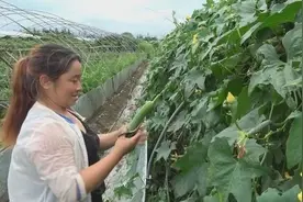 陕西农村大姐种丝瓜，草莓丝瓜轮种，收益多高不愿说，为啥？视频封面
