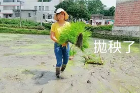 实拍：广西博白农村拋秧，把秧苗随手一扔田里就可以了，简单吧视频封面