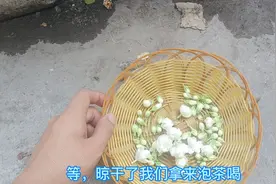 大理小伙自家小院花盆里的茉莉花开花了，把它摘了泡茶喝如何？视频封面
