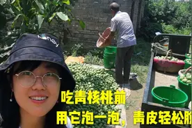 想吃青核桃又怕手黑！果农告诉海伦用它泡一下，青皮自然脱落视频封面