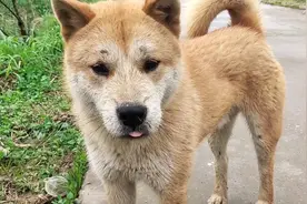狗鼻里有蚂蟥 有没有什么药物能引出来