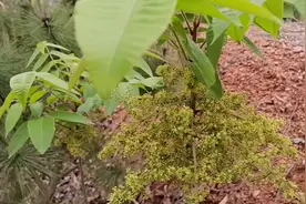 漆树毛感染了皮肤，疼痛痒难受，用这个办法可以治疗好…视频封面