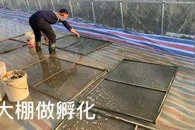 青蛙开始抱对产卵了，凌华用大棚做孵化，记录大棚孵化的过程！视频封面
