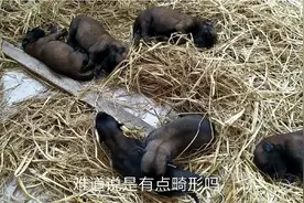 你们见过小狗畸形吗？我还是第一次