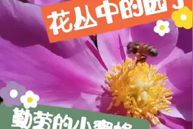 蜜蜂就是采花大盗，近距离拍摄它们是如何采集花粉，万物皆有灵性视频封面