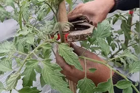 正月二十二了，小伙带你看看不一样的西红柿种植，视频封面