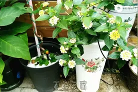 套个高盆种植白马缨丹全年爆花，盆栽形态各异别说什么审美疲劳视频封面