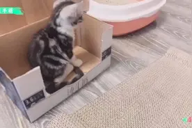在线求助，猫咪总是抓沙发，给它买了猫抓板还是不管用！
