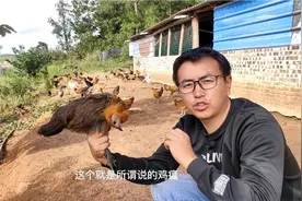 鸡瘟引起让鸡的脖子都扭曲了，遇到这样的鸡我们要下狠心一点视频封面