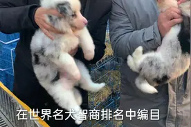 智商排名第一的陨石边牧犬，刚到市场就下架了，这速度真是太快了视频封面