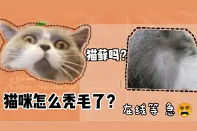 突然发现豆豆耳朵旁边有一片秃毛了，是不是猫藓？有朋友知道吗视频封面