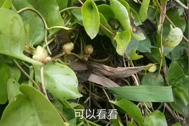 农村这种“野三七”你认识吗？它的药用价值高，长见识了视频封面