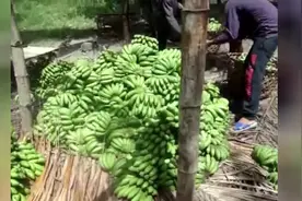 香蕉是怎么来的视频封面