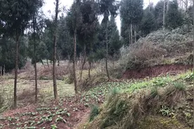 达州：现在的农村，到处荒山，荒地，这是为什么视频封面