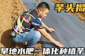 坡地覆膜水肥一体化种植芋头，揭膜给芋头出芽是必不可少一步视频封面