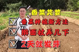 种香菜发芽慢？擀面杖弄几下！香菜2天发芽，苗壮产量高！视频封面
