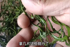 野生石韦泡水原来有这么大功效.视频封面