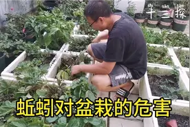 今天我们来认识蚯蚓对盆栽到底是有利还是有弊！13亲自实践！视频封面