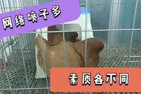 养鸽子，拍日常趣事，随心随性随缘而已！喷子注意素质，口下留德视频封面