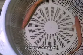鱼缸里养泥鳅，不但可以观赏，而且作用不少视频封面