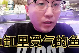 鱼缸里的鱼都会去追着一条鱼咬，是因为什么呢？您这发生过吗？