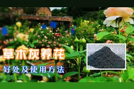 小小草木灰竟是养花神器，正确使用，让你的花卉健壮繁茂视频封面