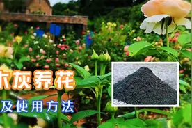 小小草木灰竟是养花神器，正确使用，让你的花卉健壮繁茂视频封面