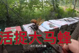 燕姐到养蜂场活捉大马蜂，用来泡药酒，原来马蜂酒还有这么多功效视频封面