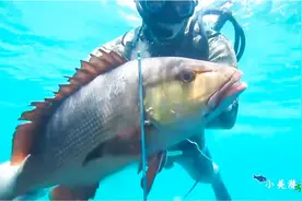 美女潜水赶海抓鱼，隐身套装一穿，鱼都没发现自己被抓了视频封面