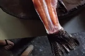 这条鱼据说可以生吃，但是有点不敢，那就涮火锅来配它吧视频封面