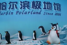 哈尔滨极地馆，里面的白鲸表演很震撼视频封面