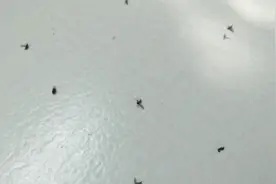 卫生间下水道容易滋生小飞虫，只需撒点它，小飞虫死光光视频封面