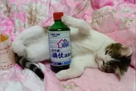 我用外伤药水给流浪猫治好一厘米长的割伤，三天又能健康走路了。视频封面