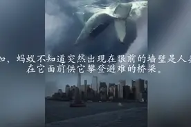 山海经比科学理论更早了解高纬世界的诞生视频封面