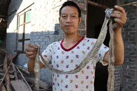 屋子里住了一条大蛇，打扫时看见这么长的蛇皮，不知道它还在不在视频封面