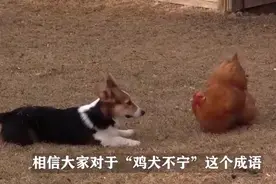 鸡和狗到底哪里不和视频封面