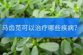 马齿苋可以治疗哪些疾病？视频封面