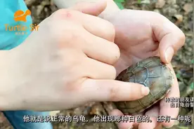 乌龟壳发白是怎么回事和处理办法「龟谷鳖老」