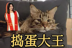20斤超大缅因猫破坏力惊人+美国大学云毕业典礼视频封面