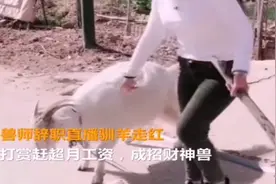 女驯兽师辞职直播驯羊走红，网友打赏赶超月工资，成招财神兽！视频封面