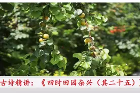 古诗精讲：《四时田园杂兴（其二十五）》视频封面
